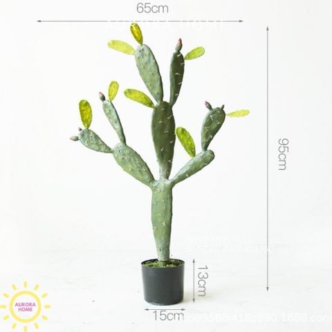 Cây xương rồng xa mạc nhiều nhánh