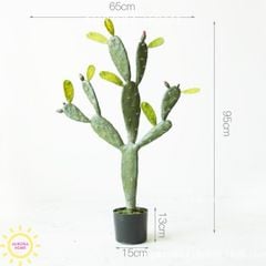 Cây xương rồng xa mạc nhiều nhánh