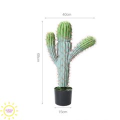 Cây xương rồng cột trụ 3 tay Anna