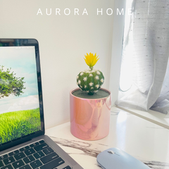 Chậu cây xương rồng Gala light mini giả để bàn