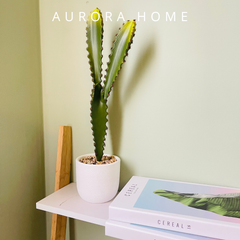 Cây xương rồng phát tài để bàn giả