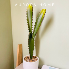 Cây xương rồng phát tài để bàn giả