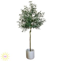Cây ô liu giả tán tròn trang trí xinh xắn