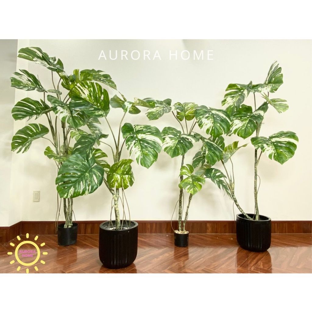 Cây Monstera bạch biến tán xoè cao cấp - Cây nhân tạo
