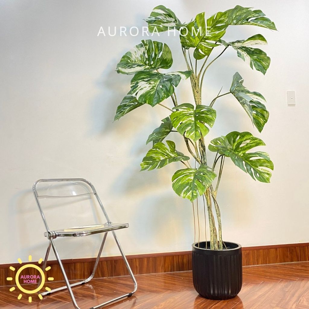 Cây Monstera bạch biến tán xoè cao cấp - Cây nhân tạo