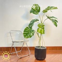 Cây Monstera bạch biến tán xoè cao cấp - Cây nhân tạo