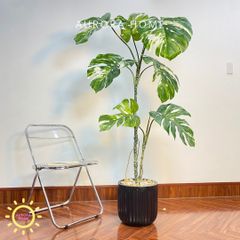 Cây Monstera bạch biến tán xoè cao cấp - Cây nhân tạo