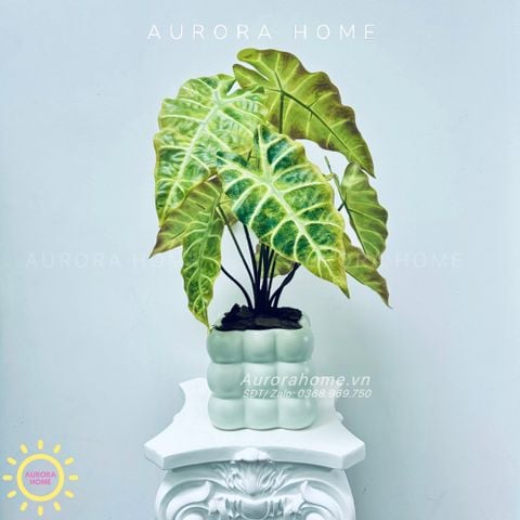 Chậu cây lá Monstera mặt nạ mini