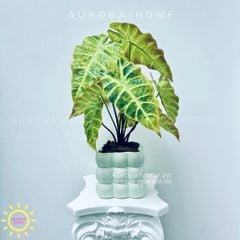 Chậu cây lá Monstera mặt nạ mini