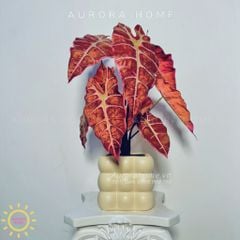 Chậu cây lá Monstera mặt nạ mini
