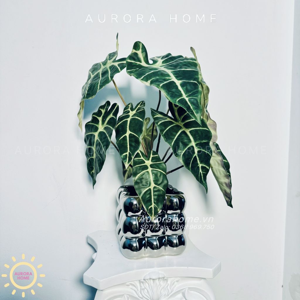 Chậu cây lá Monstera mặt nạ mini