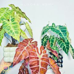 Chậu cây lá Monstera mặt nạ mini