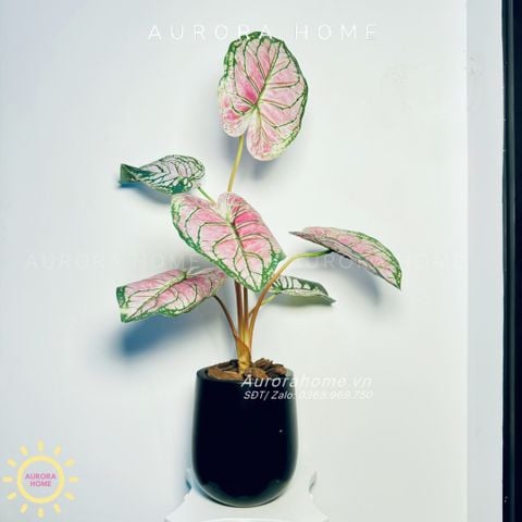 Chậu cây lá Monstera đột biến xinh xắn