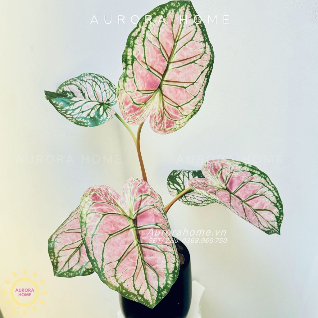 Chậu cây lá Monstera đột biến xinh xắn