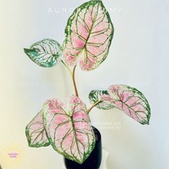 Chậu cây lá Monstera đột biến xinh xắn