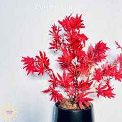 Chậu cây lá phong đỏ để bàn