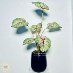 Chậu cây lá Monstera đột biến xinh xắn