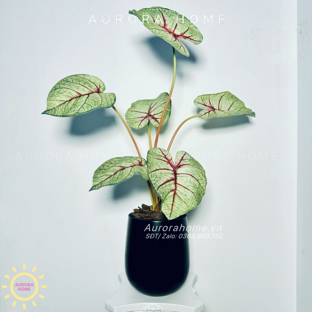 Chậu cây lá Monstera đột biến xinh xắn