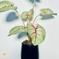 Chậu cây lá Monstera đột biến xinh xắn