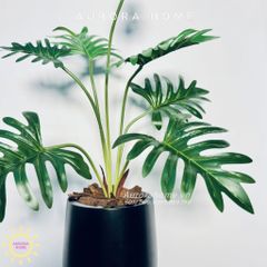 Chậu cây Monstera lá khoai môn cao cấp