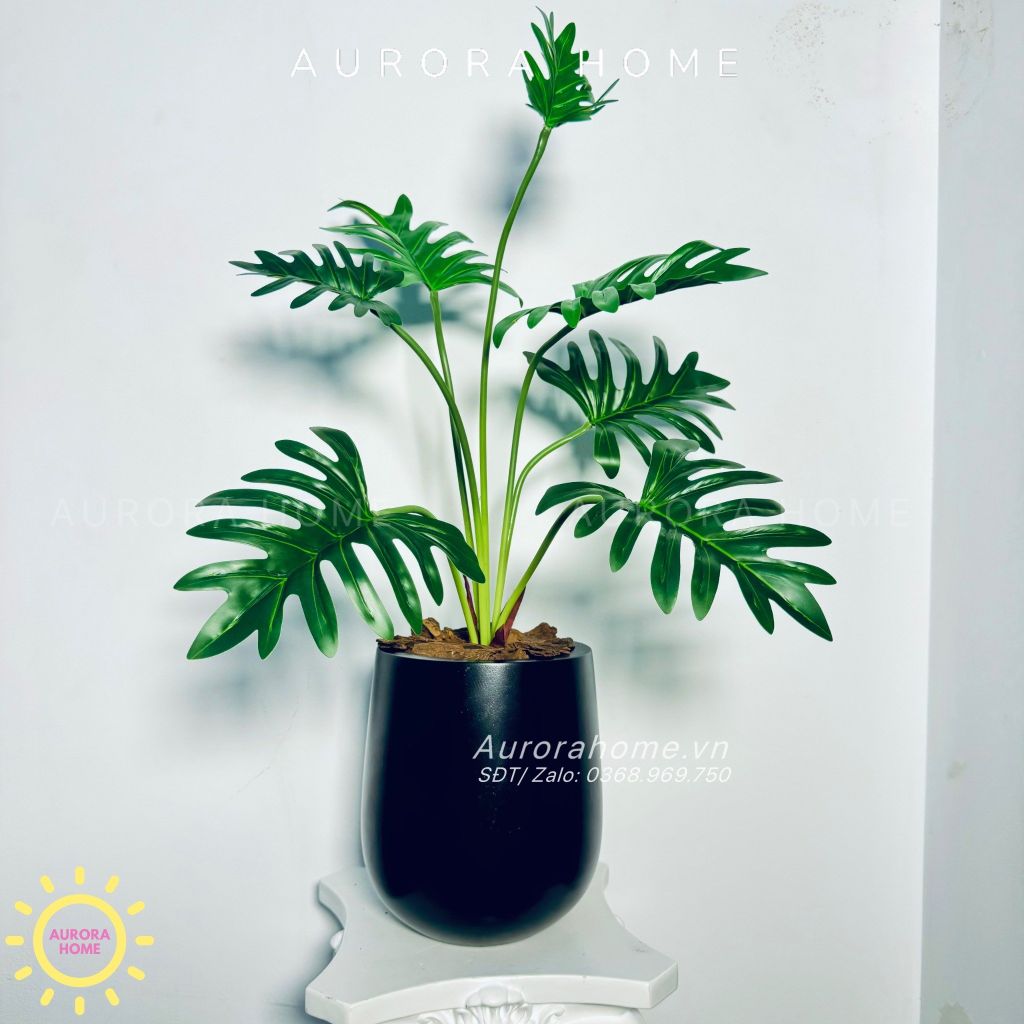 Chậu cây Monstera lá khoai môn cao cấp