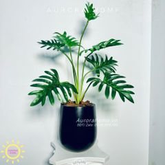 Chậu cây Monstera lá khoai môn cao cấp
