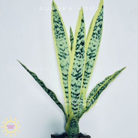 Chậu cây lưỡi hổ giả
