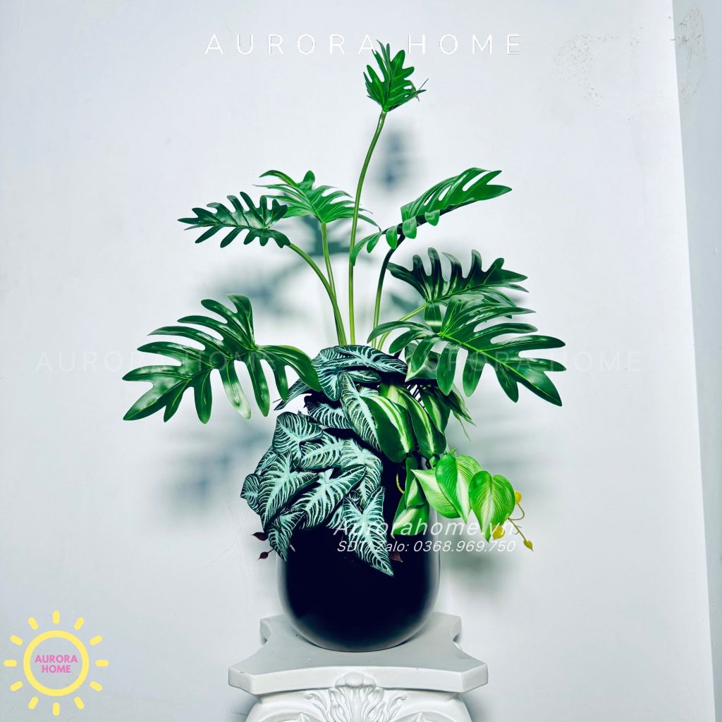 Chậu cây Monstera lá khoai môn cao cấp