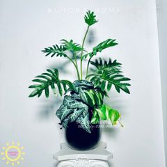 Chậu cây Monstera lá khoai môn cao cấp
