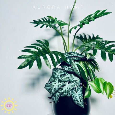 Chậu cây Monstera lá khoai môn cao cấp