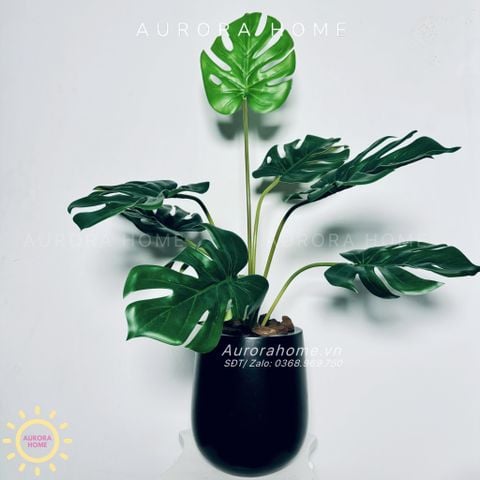 Chậu cây Monstera lá rùa cao cấp