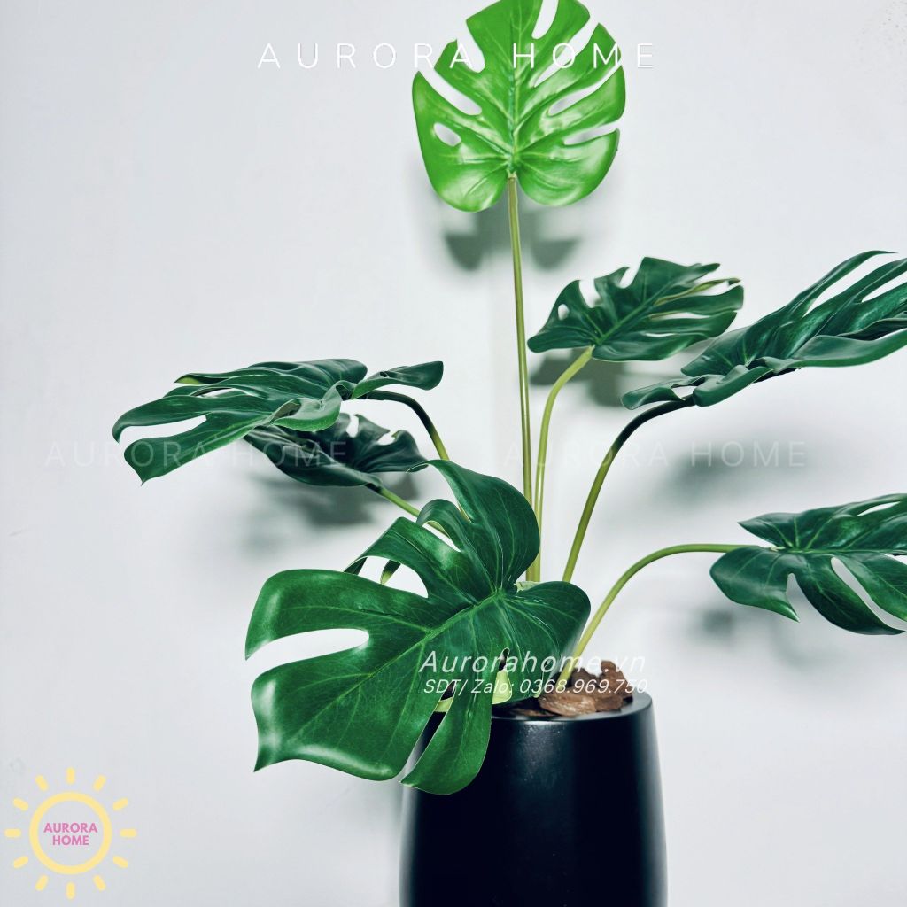 Chậu cây Monstera lá rùa cao cấp