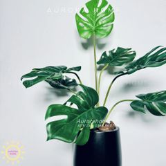 Chậu cây Monstera lá rùa cao cấp