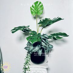 Chậu cây Monstera lá rùa cao cấp