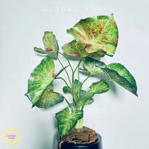 Chậu cây Vạn Thiên cao cấp