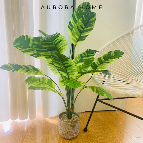 Chậu cây chuối giả bạch biến hai màu cao 70cm