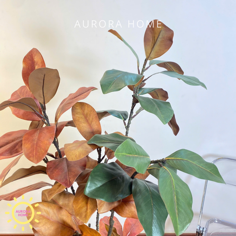 Chậu cây lá đa đa sắc cao cấp