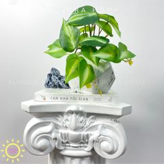 Chậu cây lá Winger mini để bàn