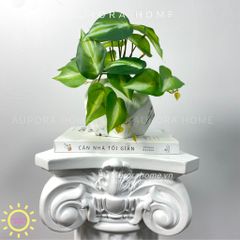 Chậu cây lá Winger mini để bàn