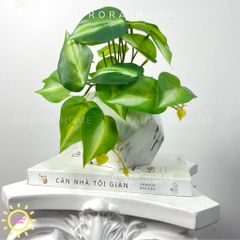 Chậu cây lá Winger mini để bàn