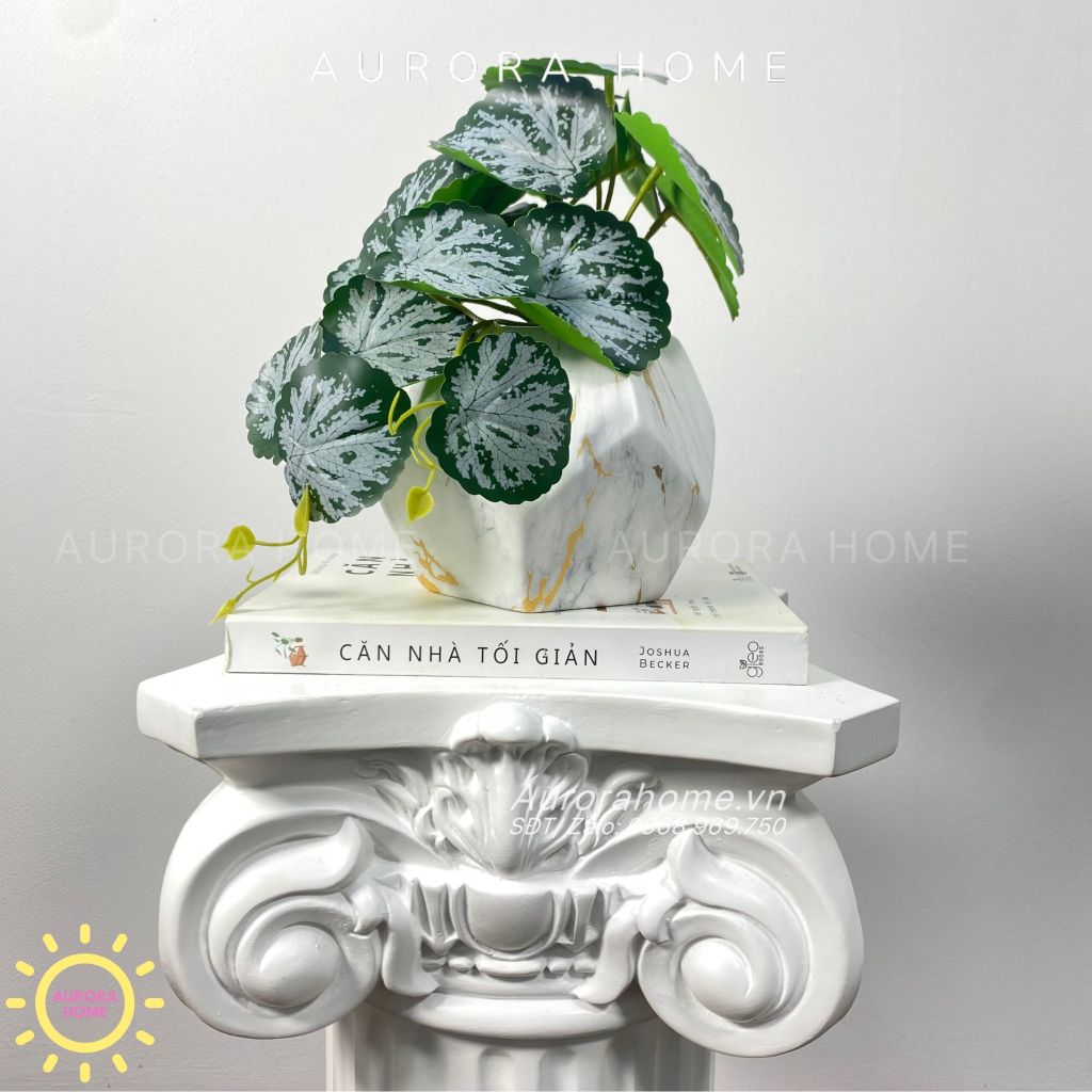 Chậu cây mini lá môn nước Hera để bàn