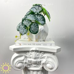 Chậu cây mini lá môn nước Hera để bàn