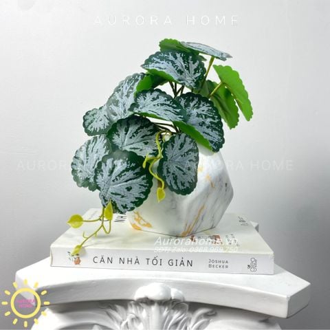 Chậu cây mini lá môn nước Hera để bàn