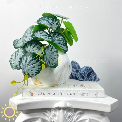 Chậu cây mini lá môn nước Hera để bàn