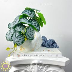 Chậu cây mini lá môn nước Hera để bàn