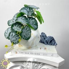 Chậu cây mini lá môn nước Hera để bàn