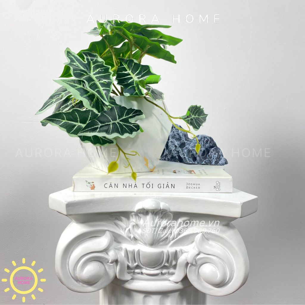 Chậu cây mini lá trầu bà Xina Mina để bàn