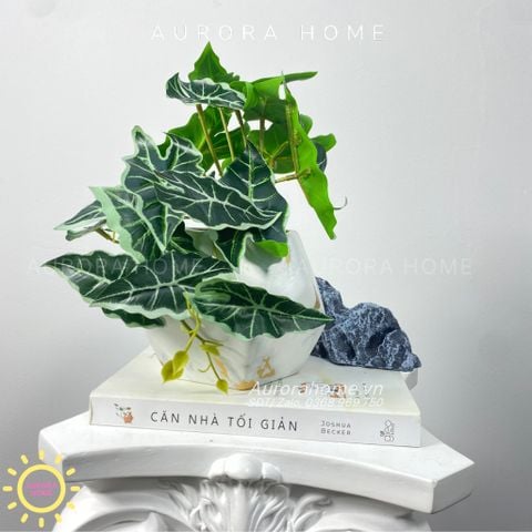 Chậu cây mini lá trầu bà Xina Mina để bàn
