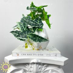 Chậu cây mini lá trầu bà Xina Mina để bàn