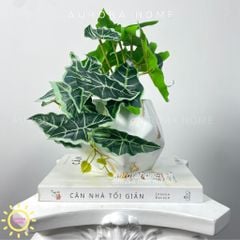 Chậu cây mini lá trầu bà Xina Mina để bàn